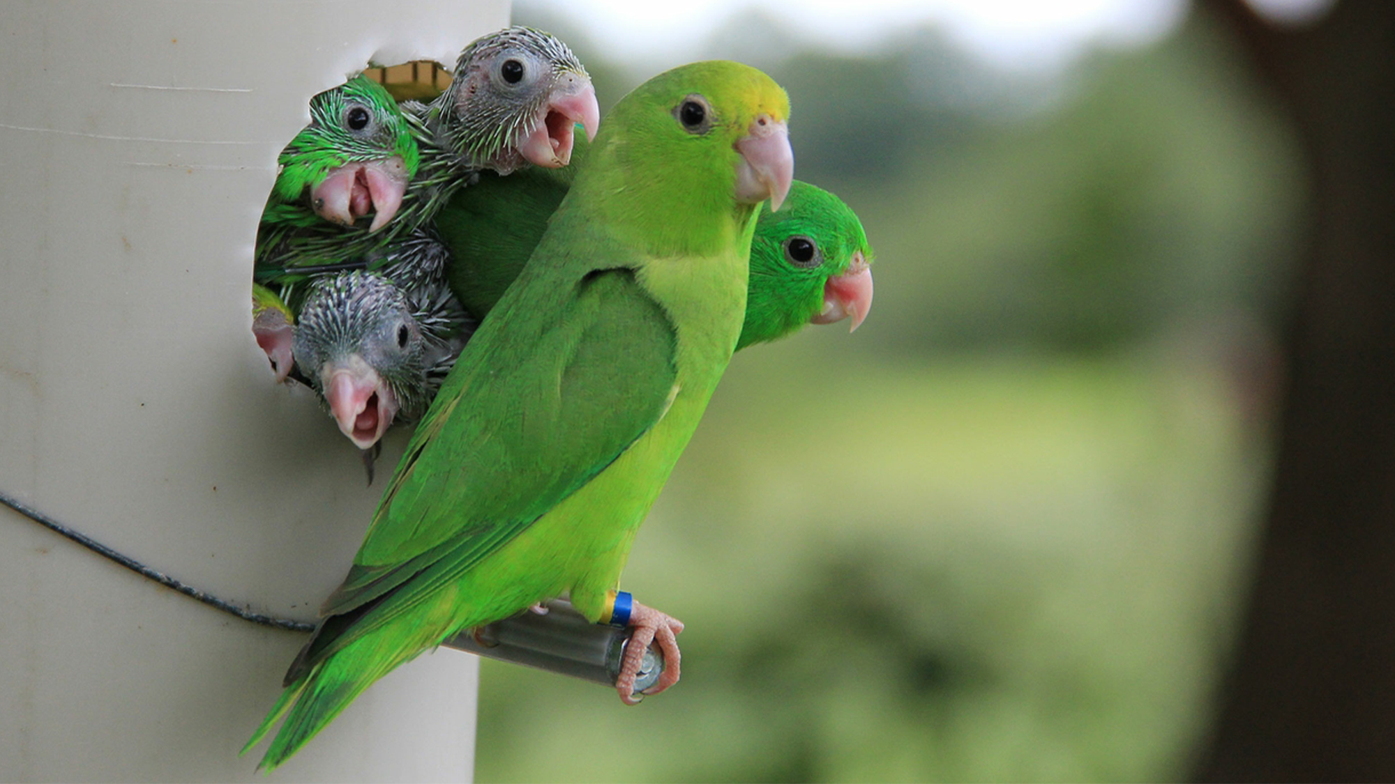 two adult green-rumped parrots with three nestlings behind them with their mouths open waiting for food