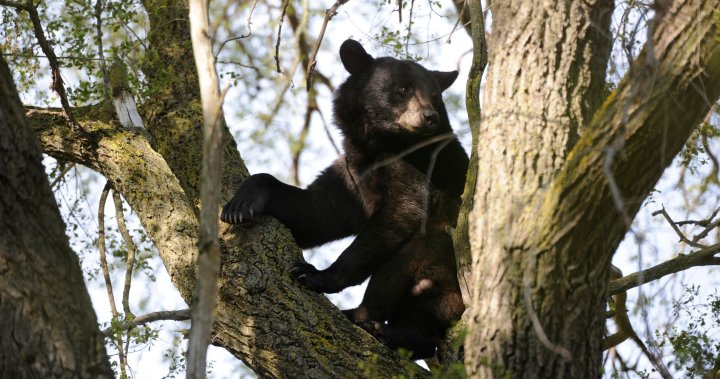 Bear that attacked the hunter who shot it in Summerland, BC not yet found: Conservation Office