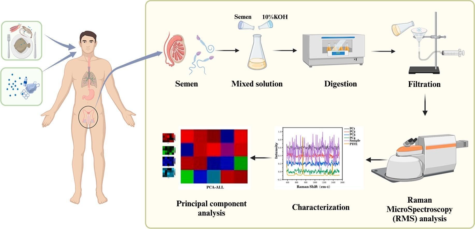 Microplastics found in every semen sample tested by the research team