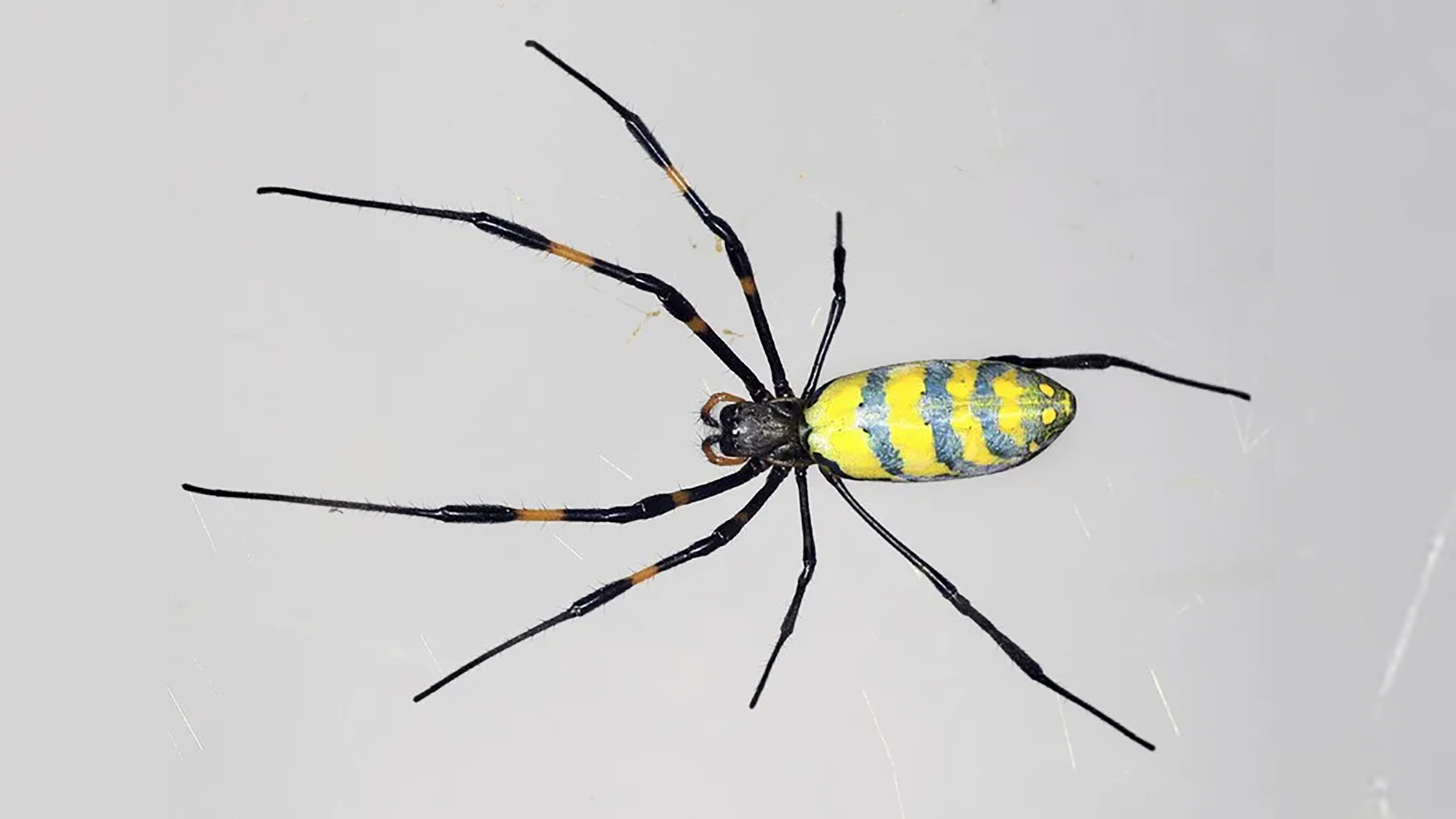 No, no 'flying' poisonous spiders will come to you this summer