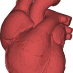 AI speeds up heart scans, saves time and could lead to better treatment of heart disease