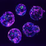 Britain issues guidelines for the use of stem cell-based embryo models in research