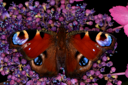 Butterflies and moths suck pollen with static electricity