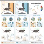 Coordinated activity of mossy cells contributes to encoding spatial and contextual memories, study shows