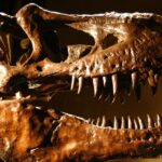 Dinosaur fossil shatters auction records after US buyer pays $45 million