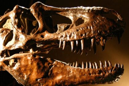 Dinosaur fossil shatters auction records after US buyer pays $45 million