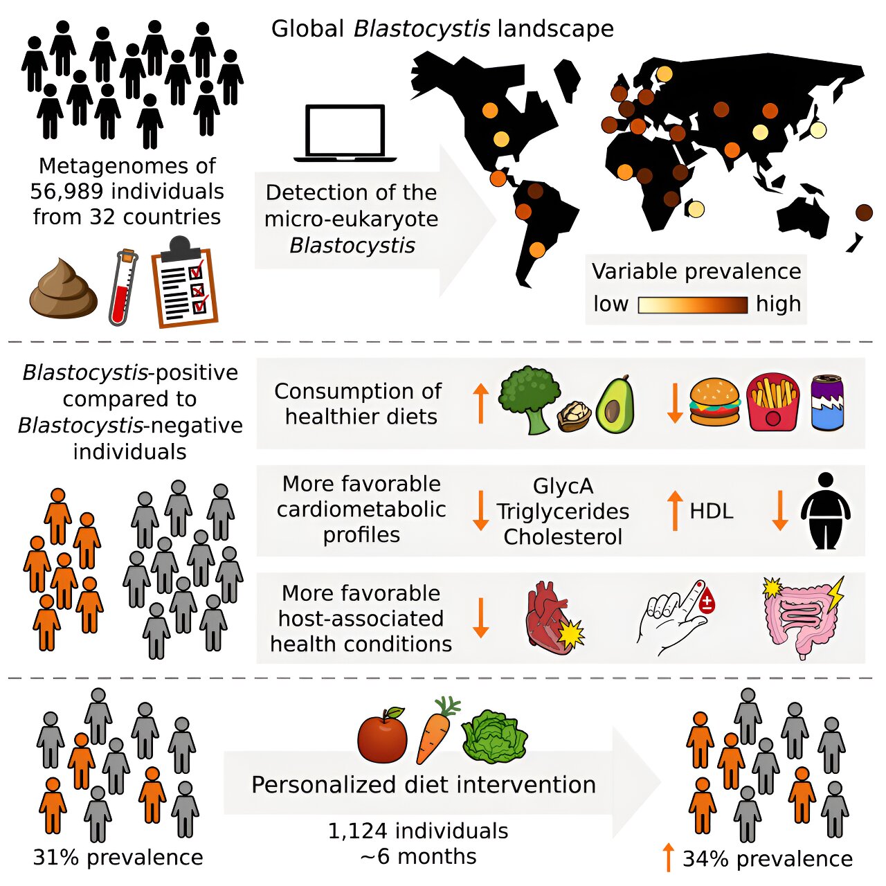 Gut microbes may be critical in helping people benefit from healthy foods