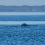 'Heartbreaking' photos show a humpback whale with its tail severed off the coast of B.C