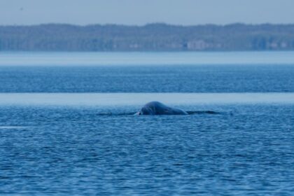 'Heartbreaking' photos show a humpback whale with its tail severed off the coast of B.C