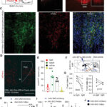 How an obesity gene affects the brain