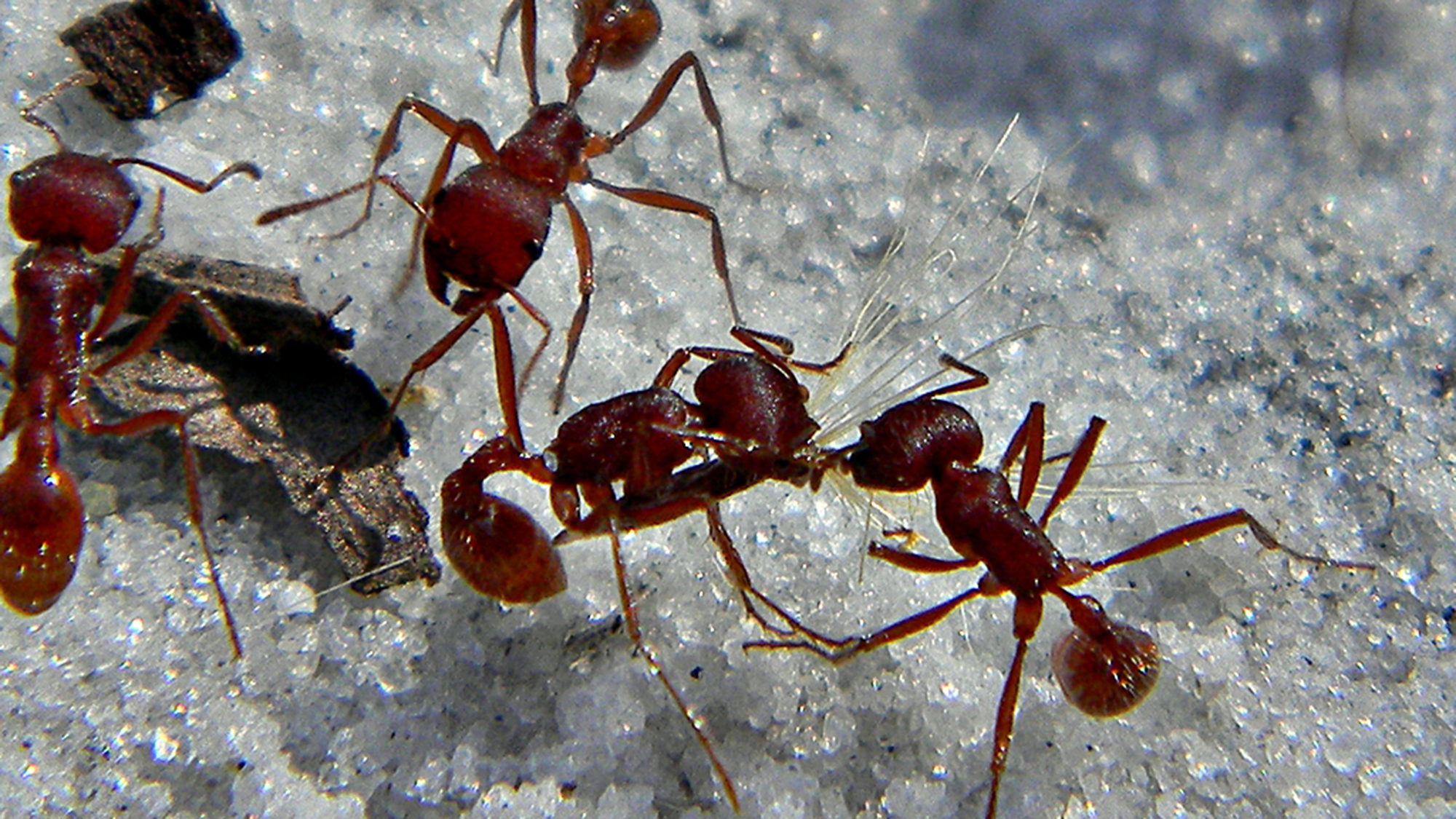 How ants act for the common good of the colony