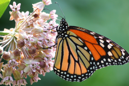 How everyone can help monarch butterflies