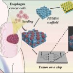 How small tumor models can transform drug testing