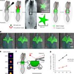 New study used 3D printed sensors to measure spinal cord malformations in embryos