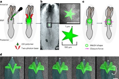 New study used 3D printed sensors to measure spinal cord malformations in embryos