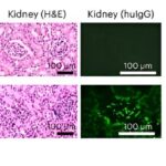 Scientists create the first mouse model with a complete, functional human immune system