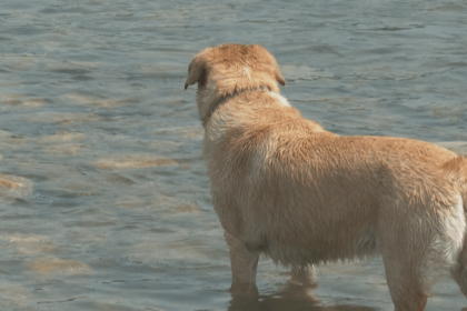 Some dogs are suffering from heat exhaustion as the heat wave continues in Alberta