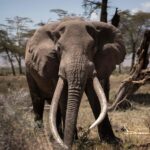 The ban on elephant hunting has been lifted at the Kenya-Tanzania border