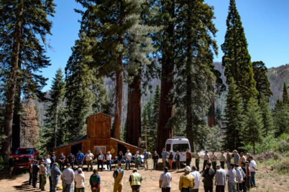 To protect redwoods, they lit a fire