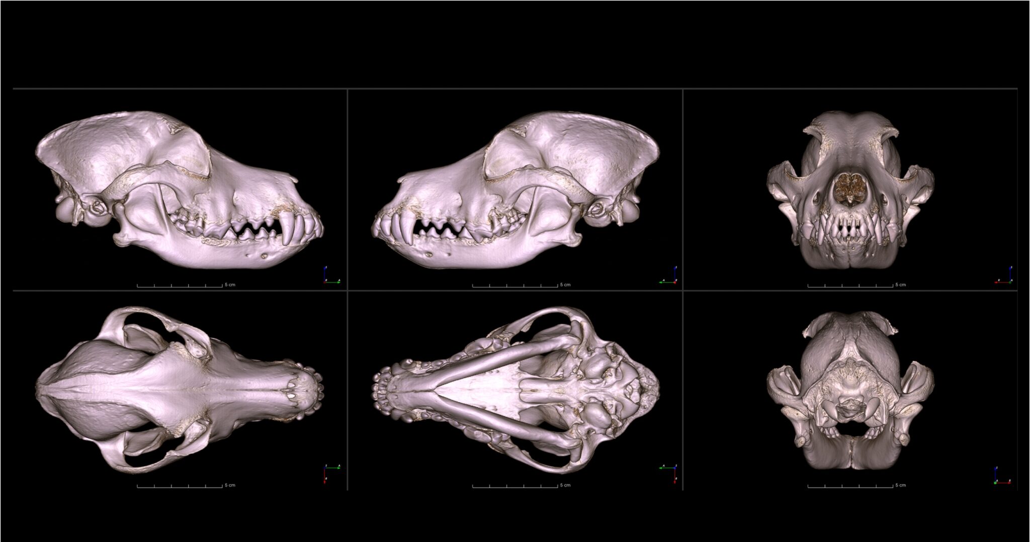 What does a pug skull look like?  University digitizes skulls of 152 dog breeds.