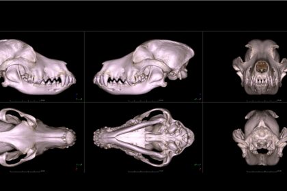 What does a pug skull look like?  University digitizes skulls of 152 dog breeds.