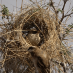 Birds have 'culture'. Just look at these nests.