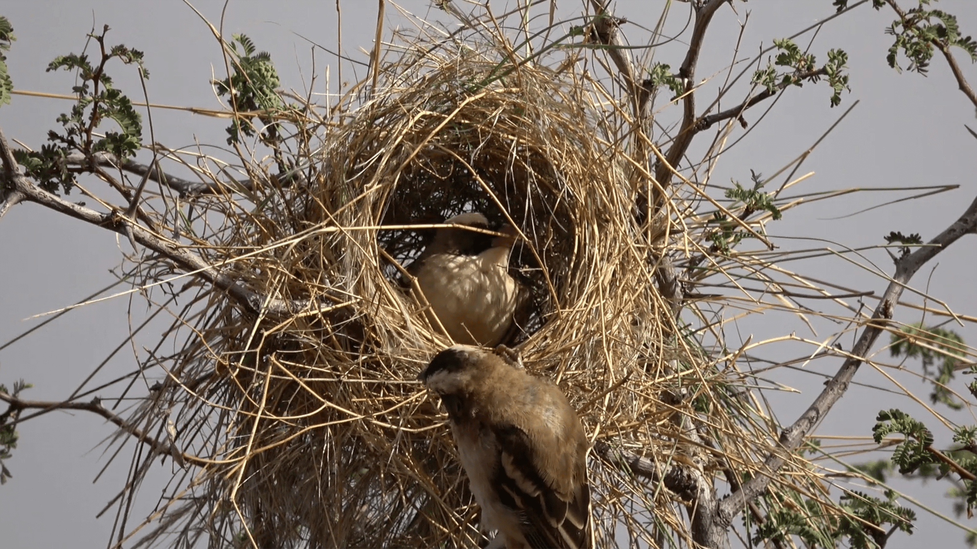 Birds have 'culture'. Just look at these nests.