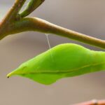 Butterflies anchor cocoons with silk Velcro and seat belts