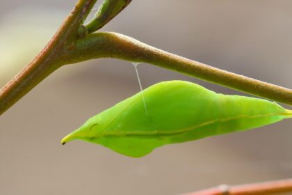 Butterflies anchor cocoons with silk Velcro and seat belts