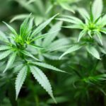 Cannabis use linked to head and neck cancer