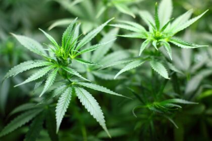 Cannabis use linked to head and neck cancer