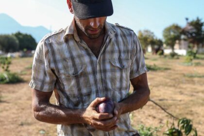 Growing mangoes in Greece is the latest bizarre experiment in climate change as droughts become the norm