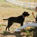 How to train your pet smarter, not harder