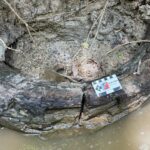 Man finds giant mammoth tusk in Mississippi creek