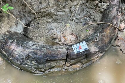 Man finds giant mammoth tusk in Mississippi creek