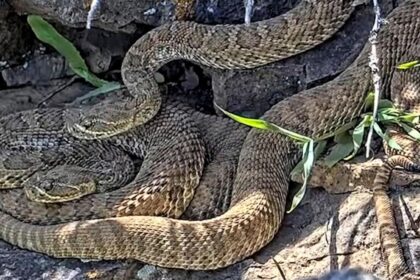 Newborn rattlesnakes in a Colorado "mega den" make their live debut