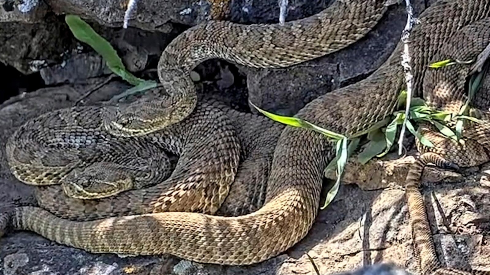 Newborn rattlesnakes in a Colorado "mega den" make their live debut