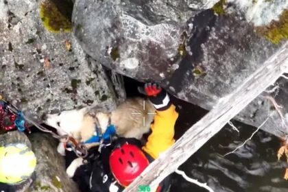 Squamish Search and Rescue requests helicopter to save dog, but was told 'no' at first