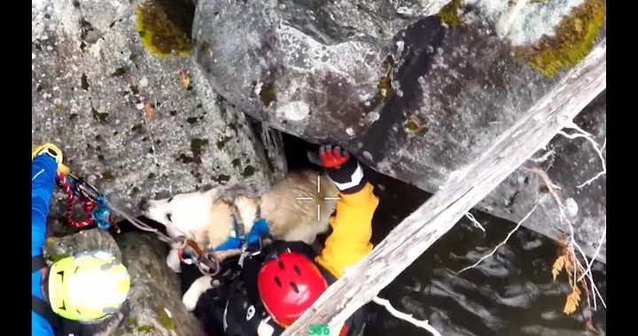 Squamish Search and Rescue requests helicopter to save dog, but was told 'no' at first