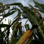 Sweaty corn? The more crops and climate change increase humidity - National