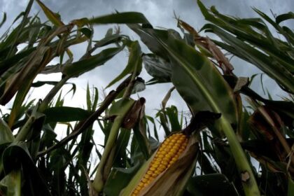 Sweaty corn? The more crops and climate change increase humidity - National