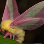 The 'disco' gene could help moths tell time