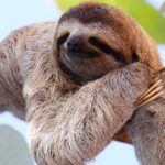 baby sloth poses for the camera on the tree