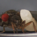 A gnarled wasp gruesomely tears apart fruit flies with its larvae