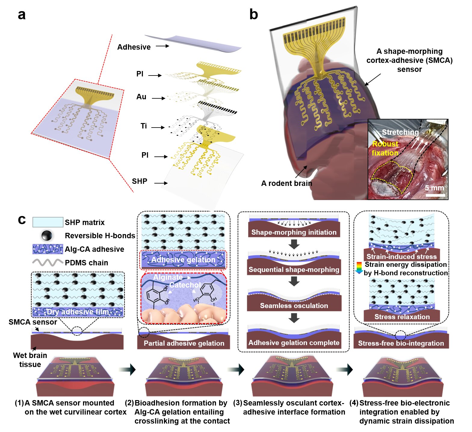 An adhesive cortical device enables artifact-free neuromodulation for the treatment of closed-loop epilepsy