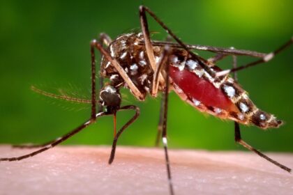 Are mosquito-borne viruses becoming more common and serious? A clinical virologist explains the risk