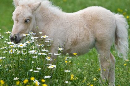 California man charged with killing 81 animals in animal slaughter