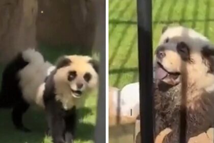 Chinese zoo admits pandas are painted dogs after outrage