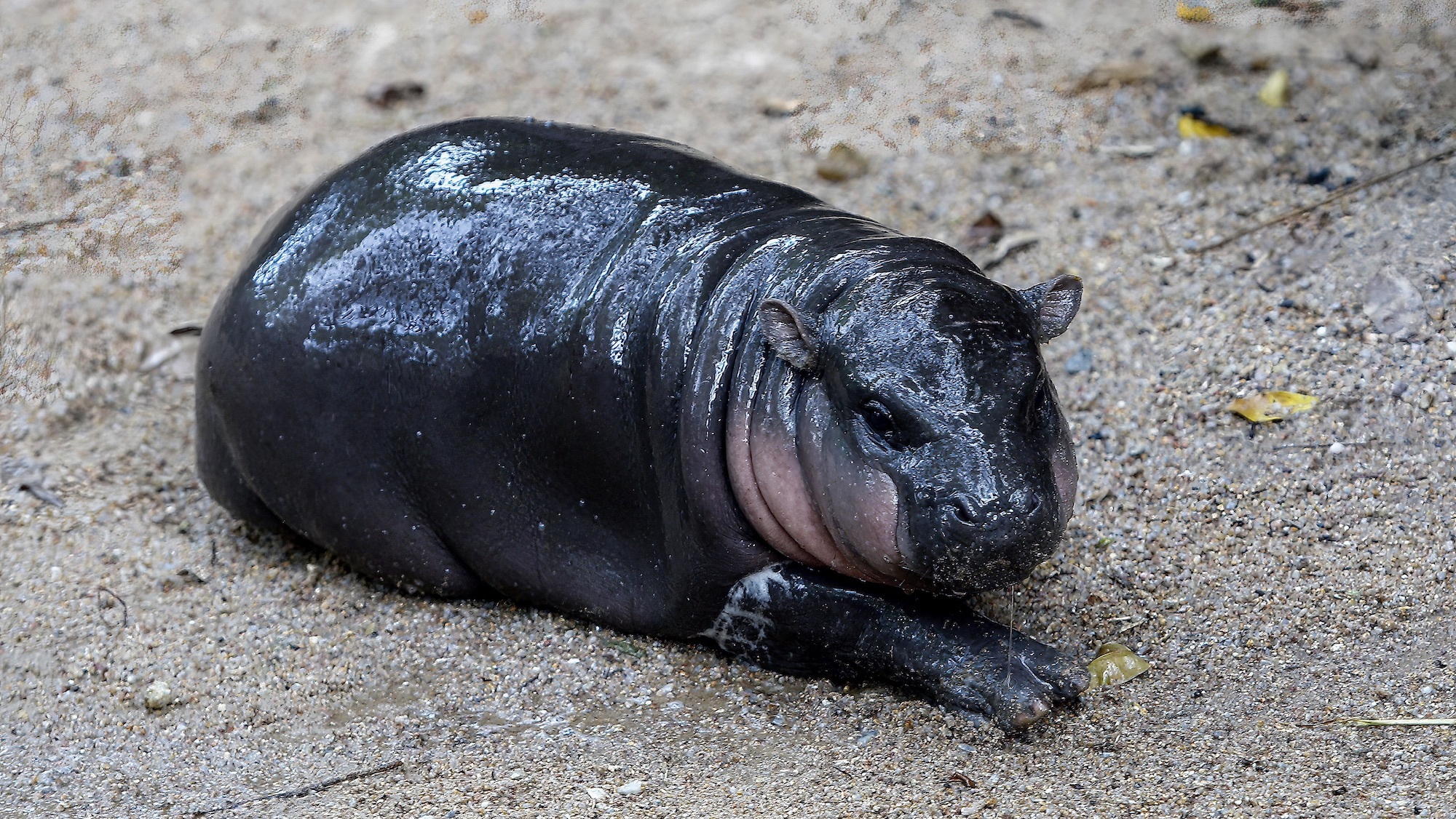 Humans have probably wiped out Cyprus' small hippos and elephants in record time