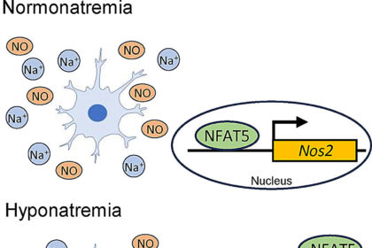 Investigating the effect of low sodium concentrations on microglial cells in the brain